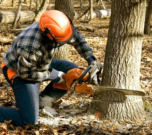 Tree Removal in Port Sulphur, LA